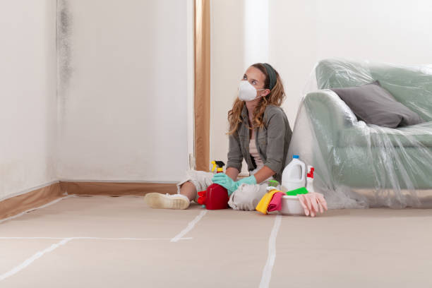 Reliable Basement Mold Remediation contractor in Lincoln Park, NJ by WQB Mold Removal
